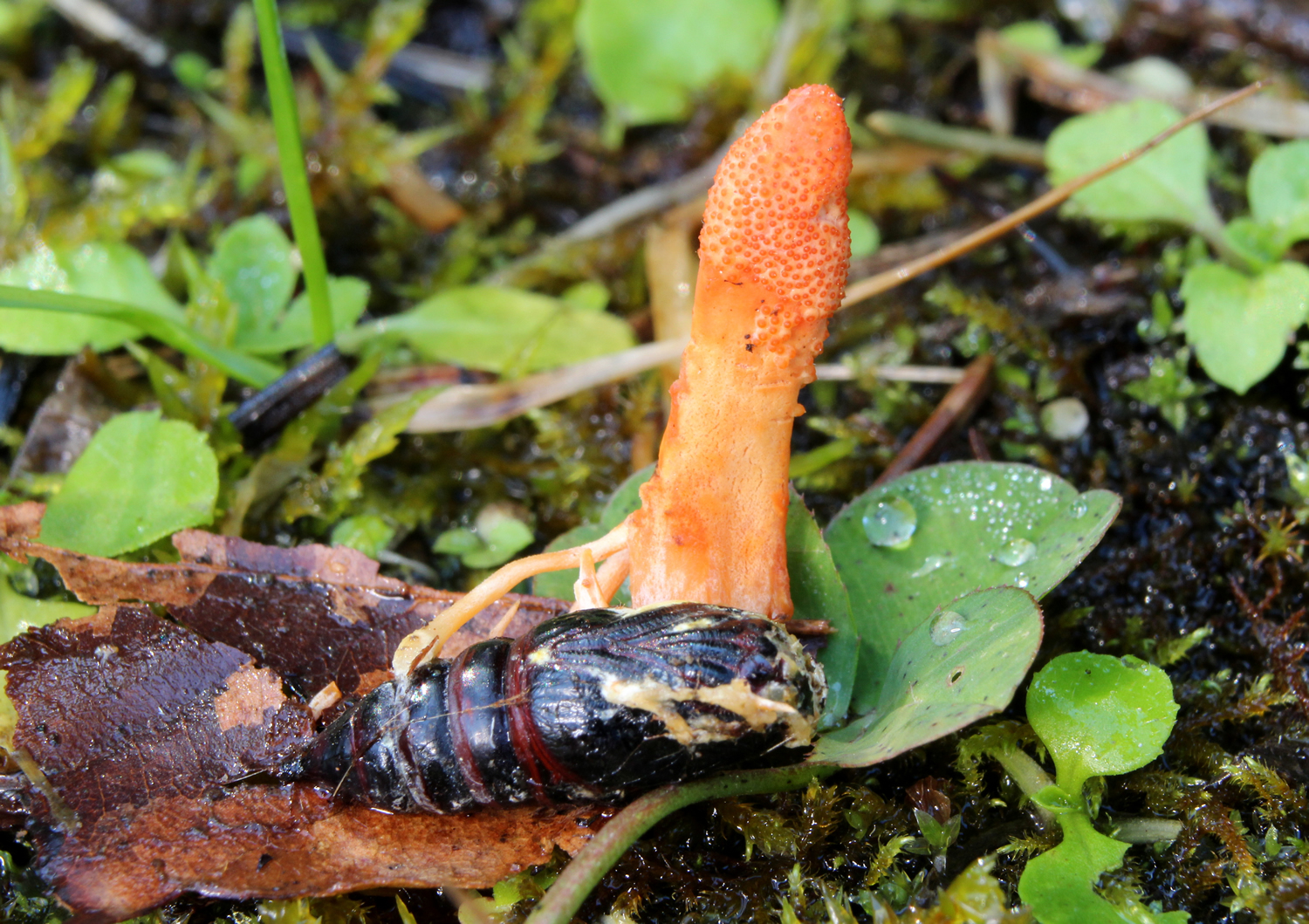 Cordyceps Growing From An Insect 