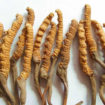 cordyceps sinensis mushroom