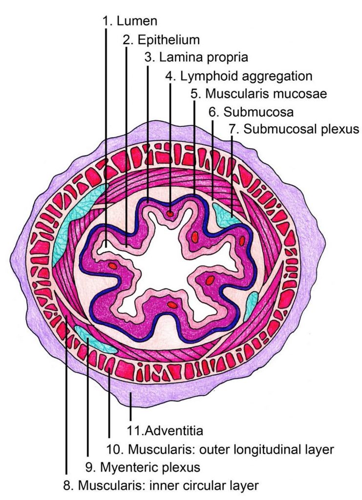 The Human Esophagus - Functions and Anatomy and Problems