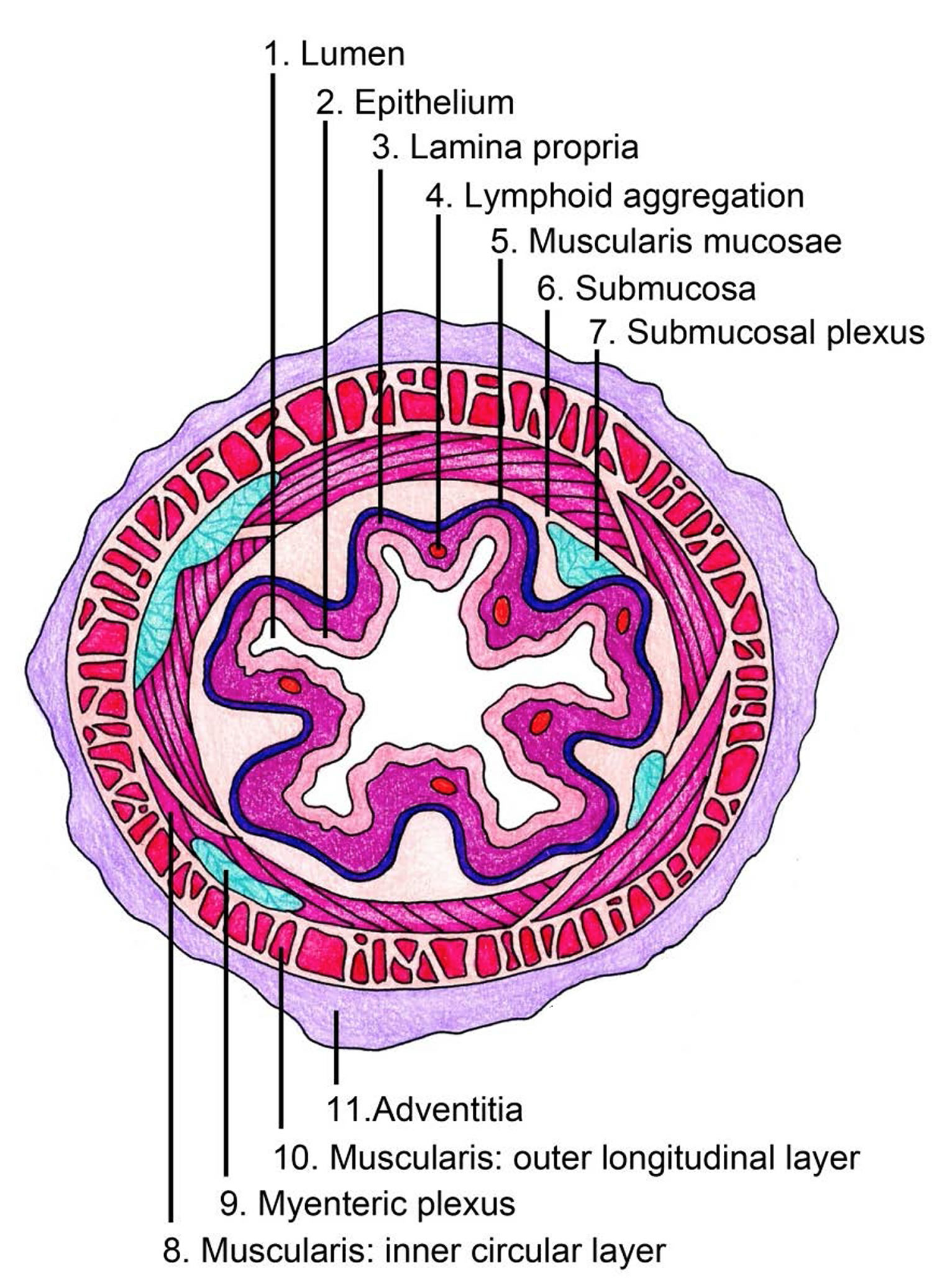 cross section view of the esophagus