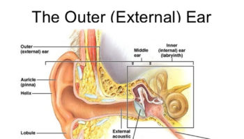 outer ear anatomy