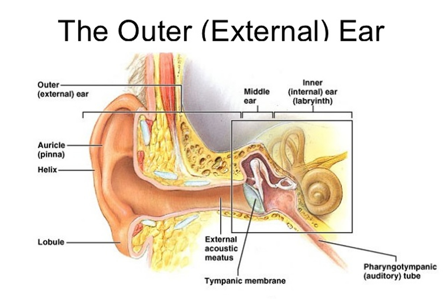 the tube that connects the middle and inner ear