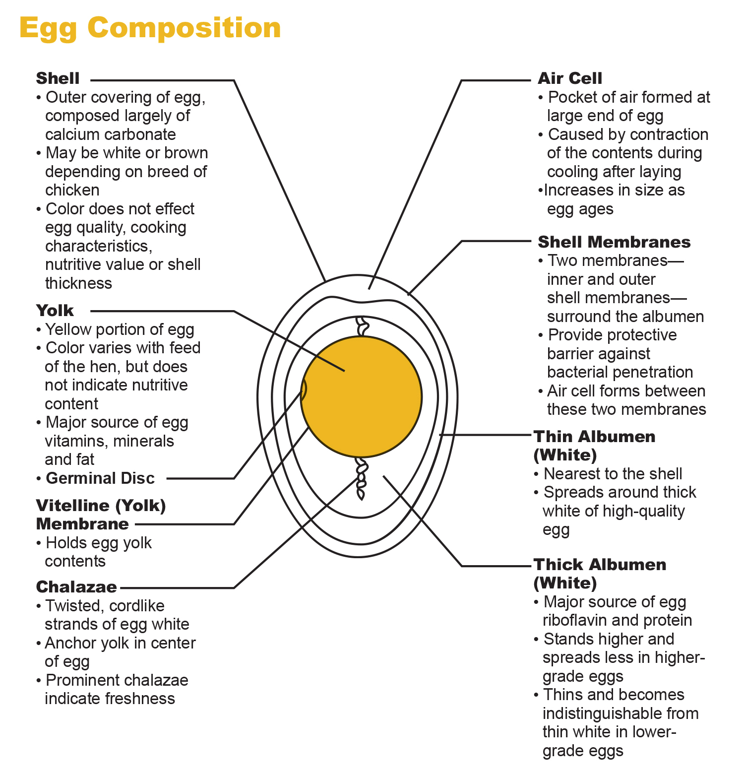 Egg Diagram And Functions Chicken Eggs Egg Parts Different K