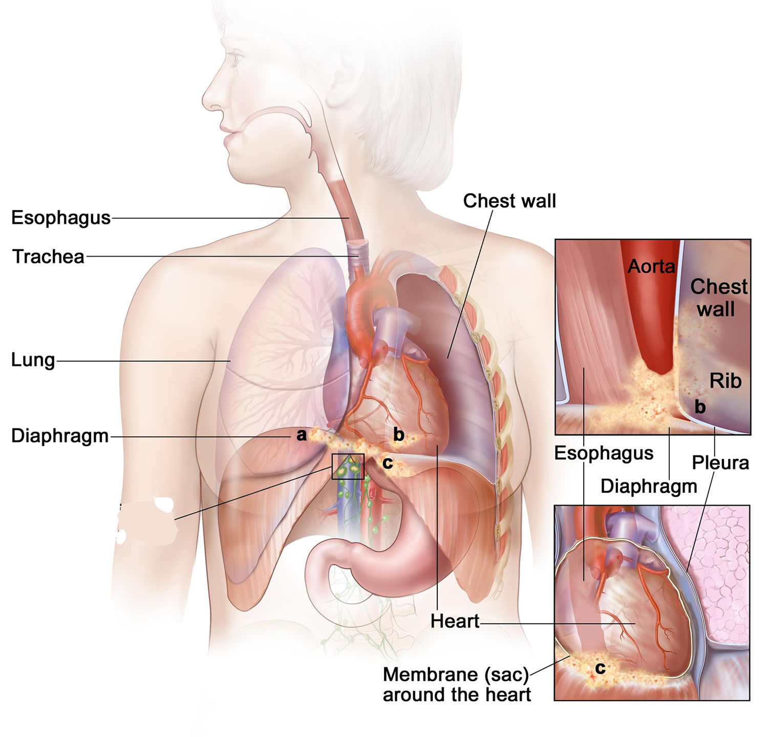 esophagus heart anatomy