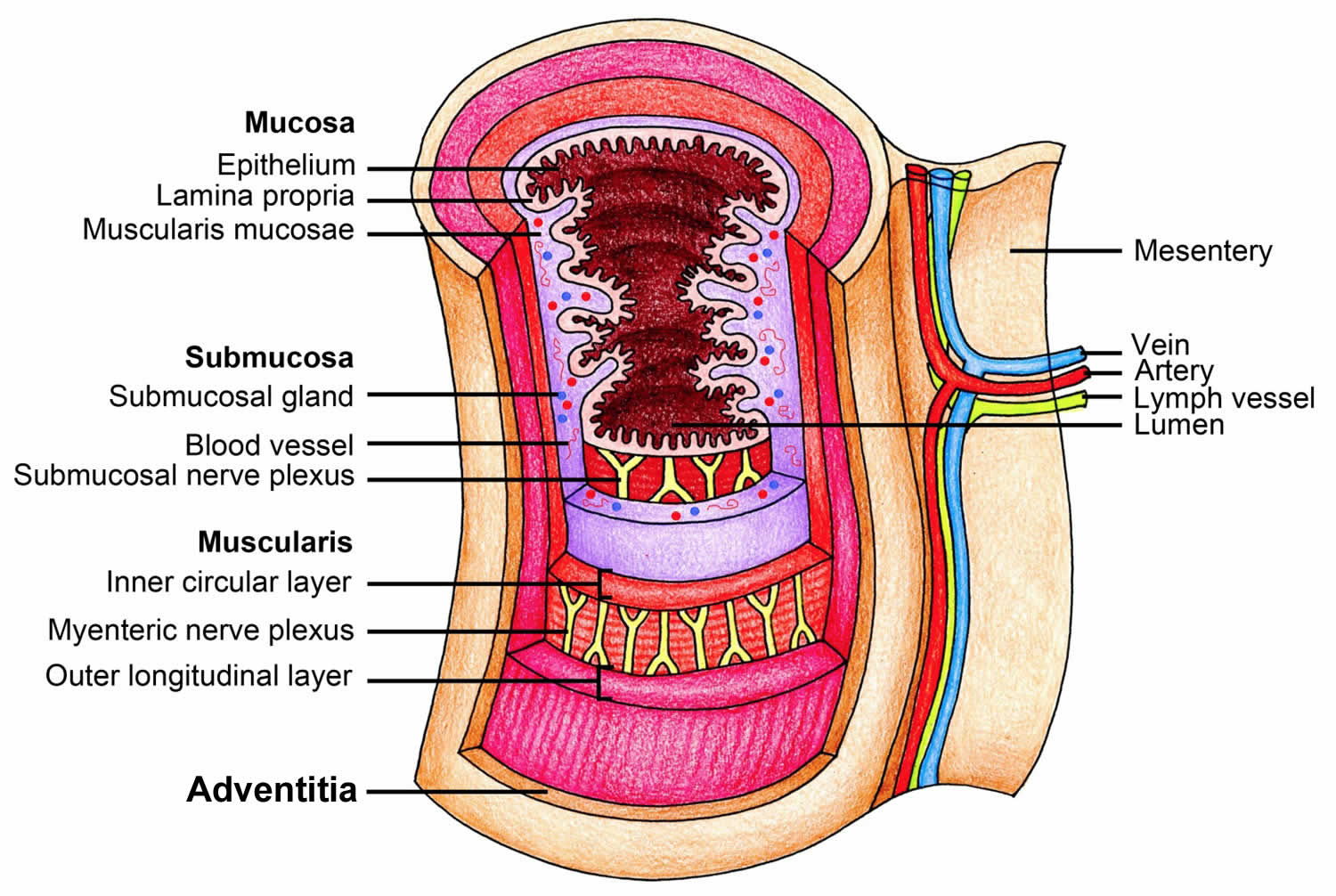 esophagus anatomy