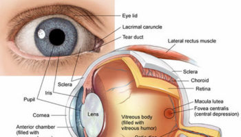 human eye anatomy