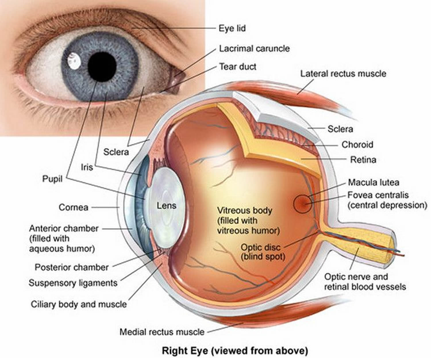 Human Eye Anatomy Parts of the Eye and Structure of the Human Eye