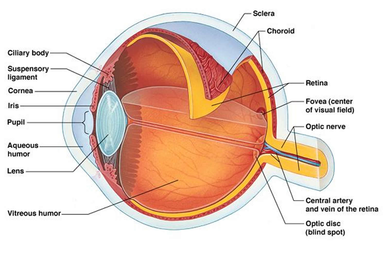 function of retina in human eye