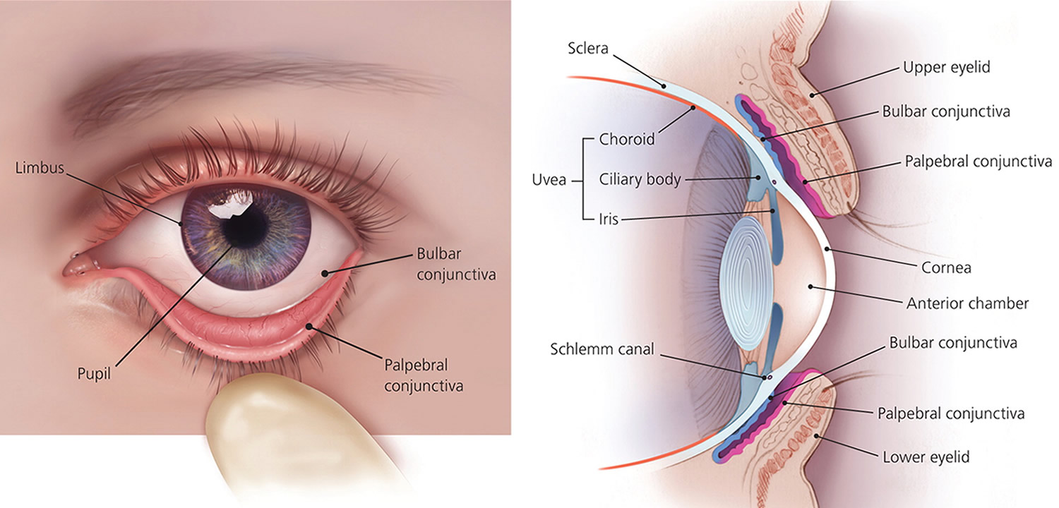 Human Eye Anatomy Parts Of The Eye And Structure Of The Human Eye