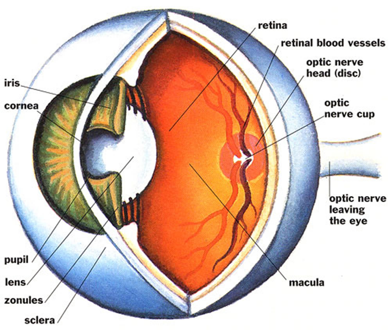 Cornea Iris Lens Macula Optic nerve pupil