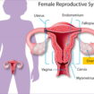 normal ovary