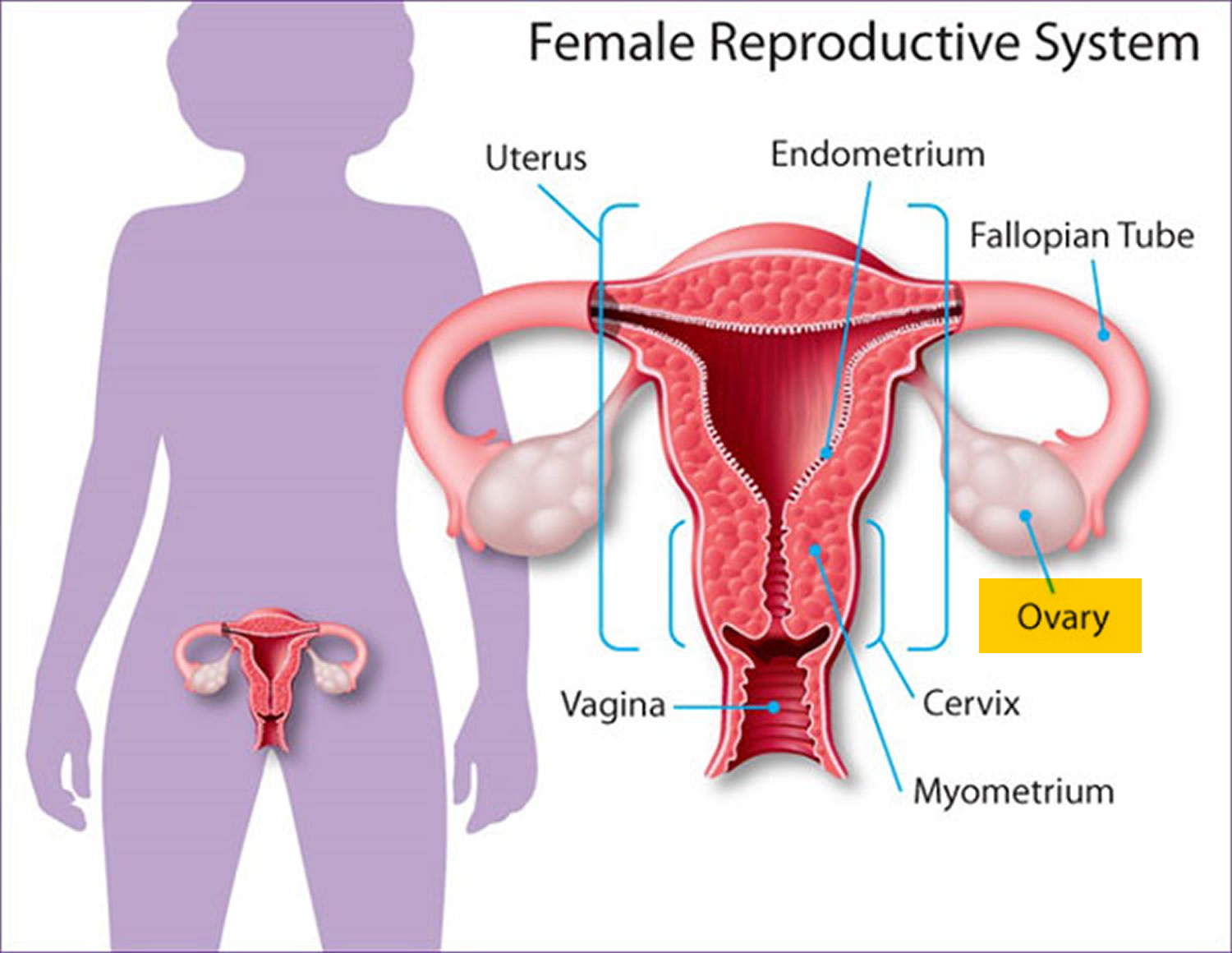 Ovaries Function Location Hormones Produced What Control It   Female Reproductive System 