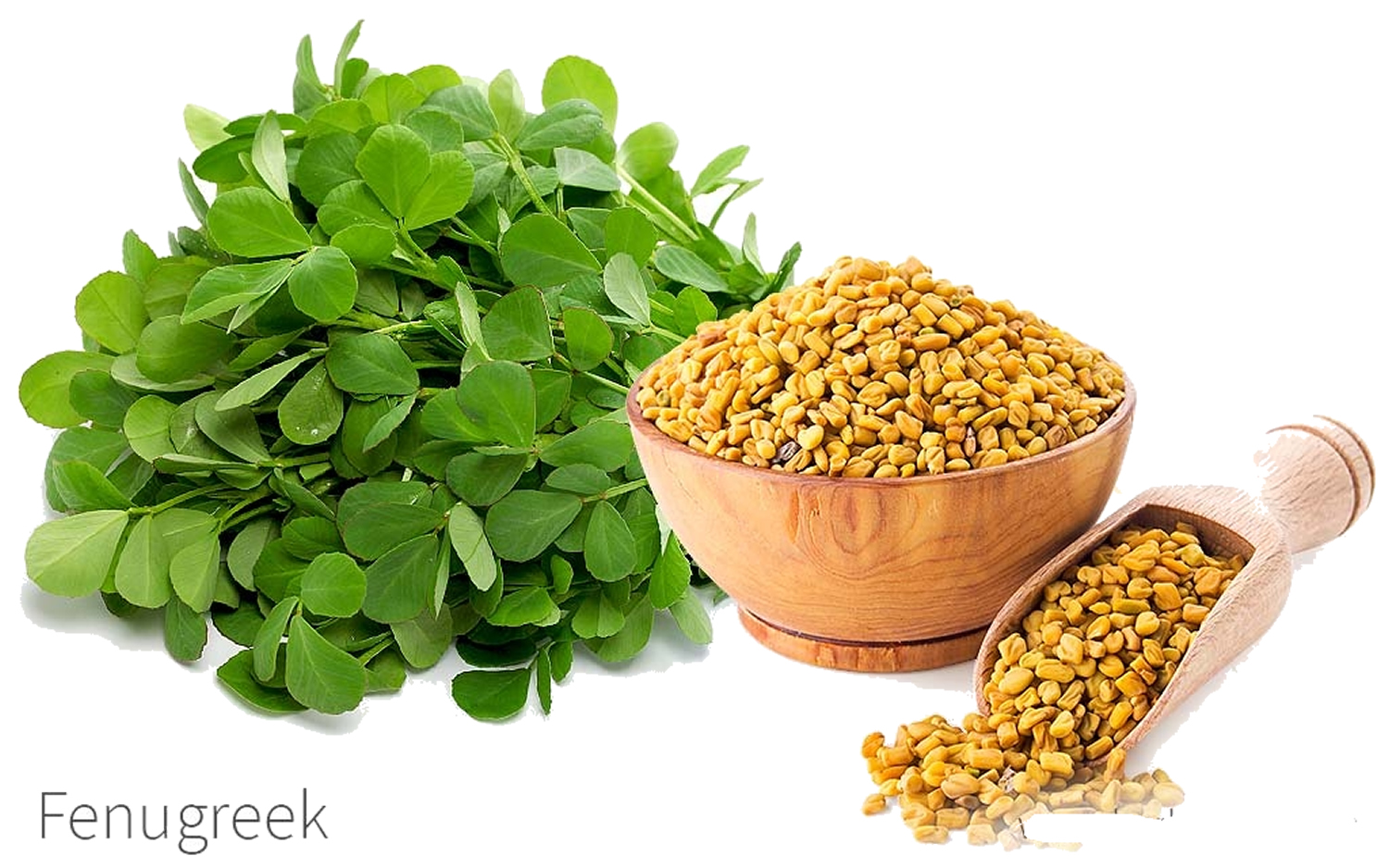 Fenugreek Sprouts Benefits Diabetes