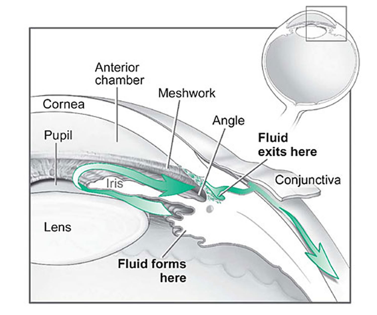 fluid pathway in the anterior chamber of the eye