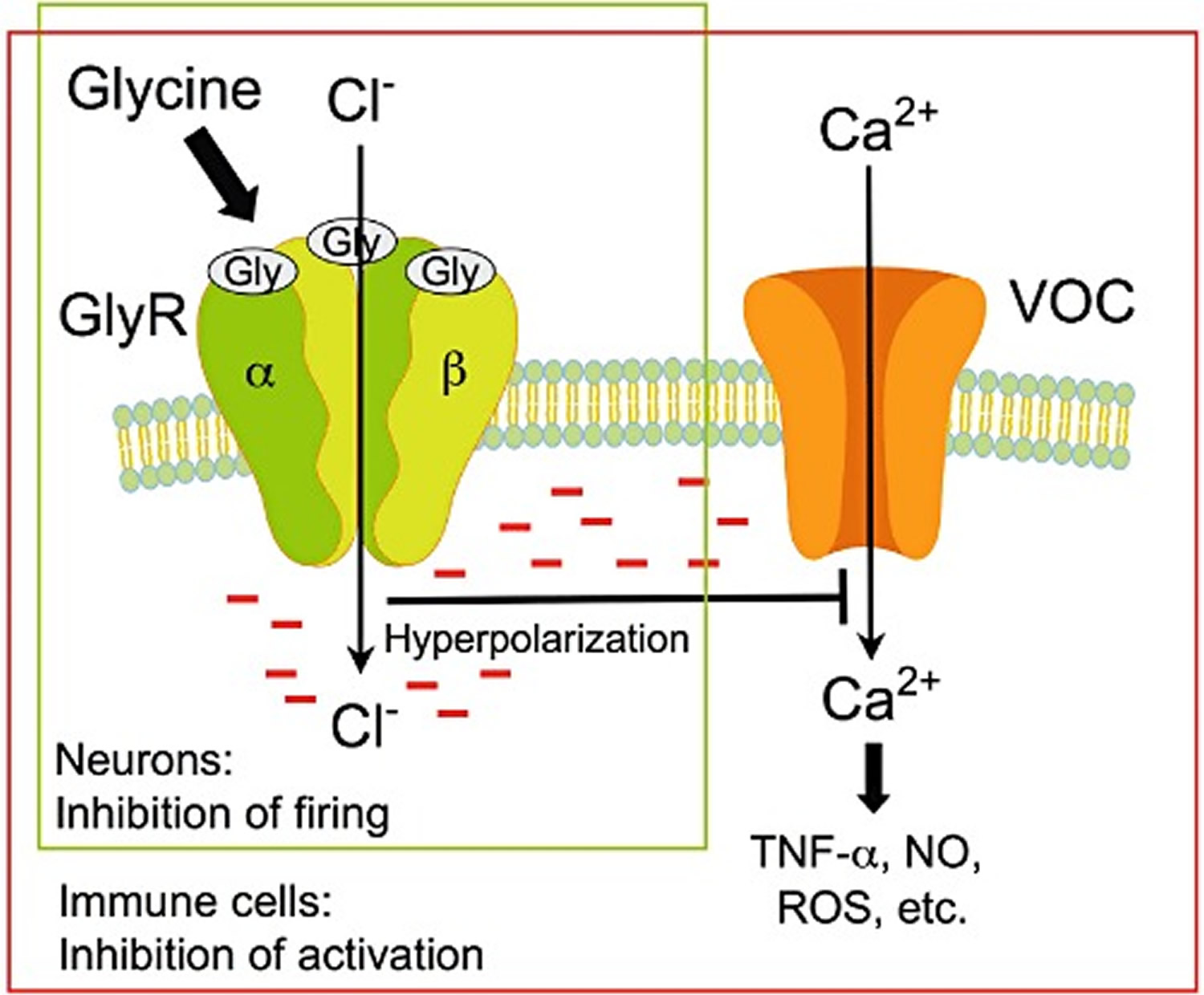 glycine inhibitory neurotransmitter