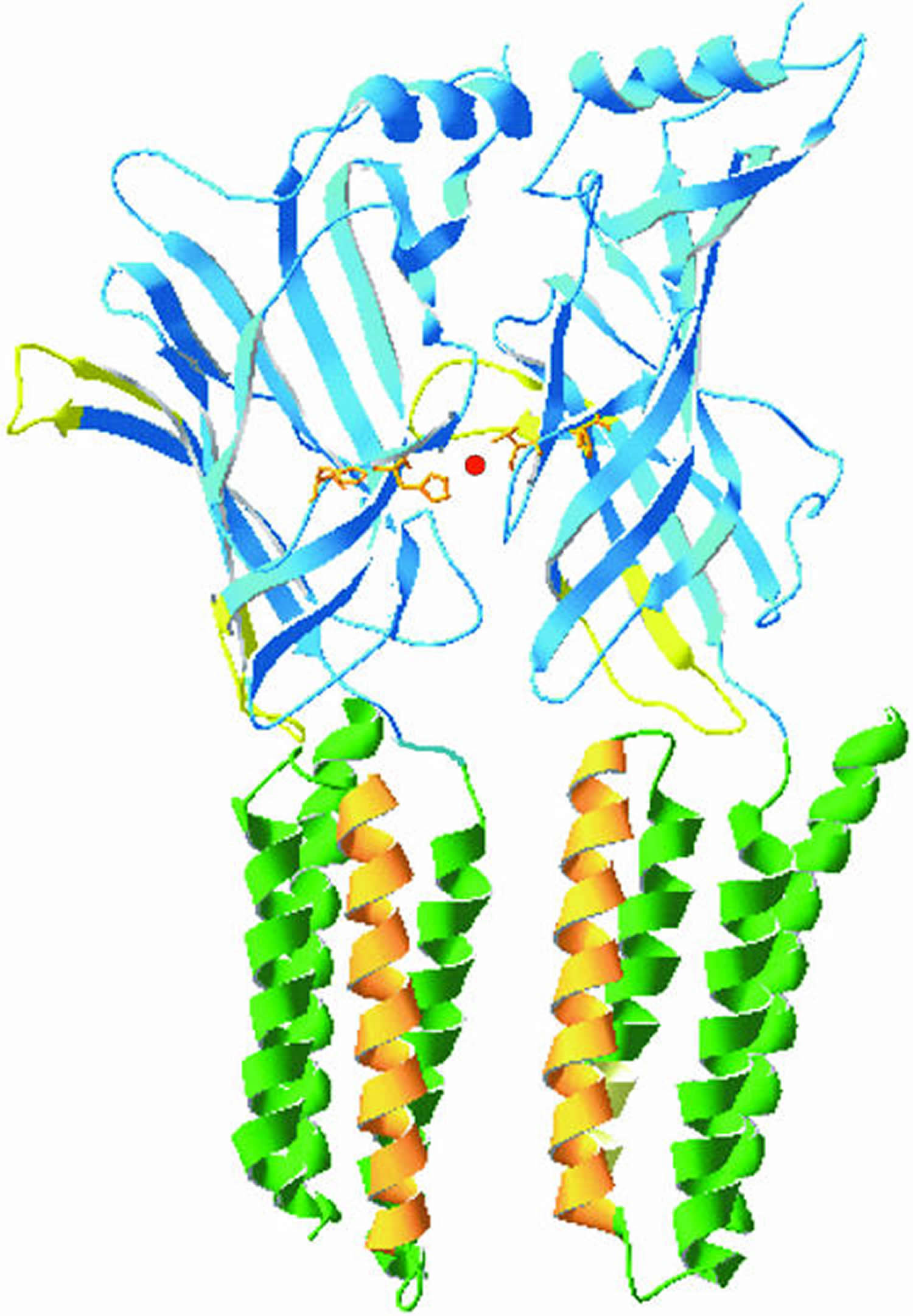 glycine receptor