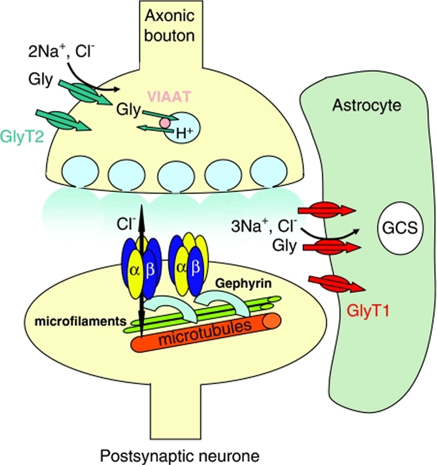 glycinergic synapse
