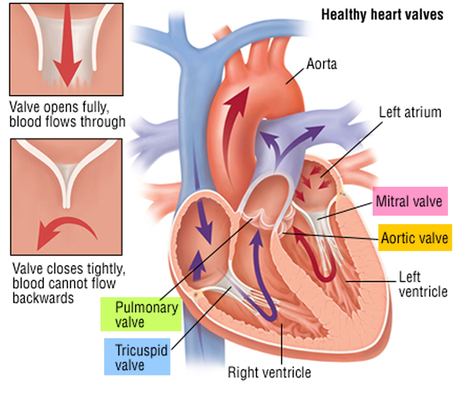 Heart Valves Function Purpose And How Many Heart Valves In Your Heart