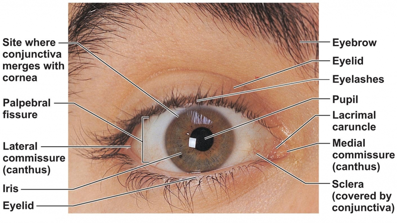 Human Eye Anatomy Parts Of The Eye And Structure Of The Human Eye