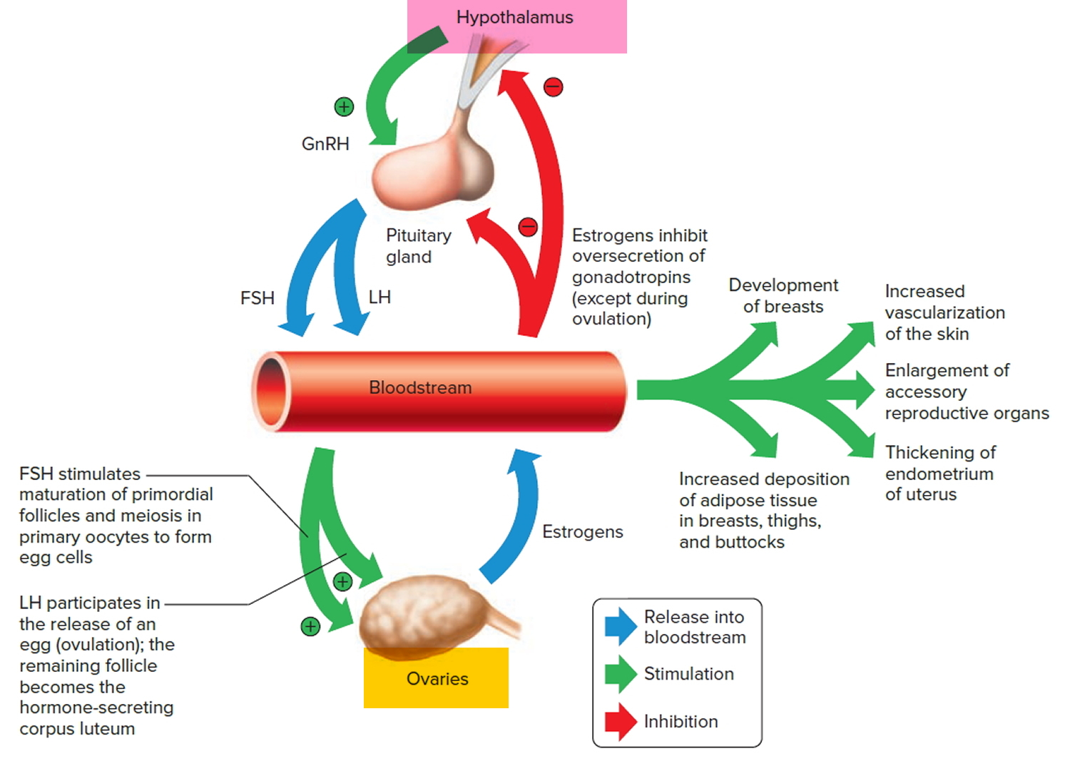 Ovaries Function Location Hormones Produced What control it?