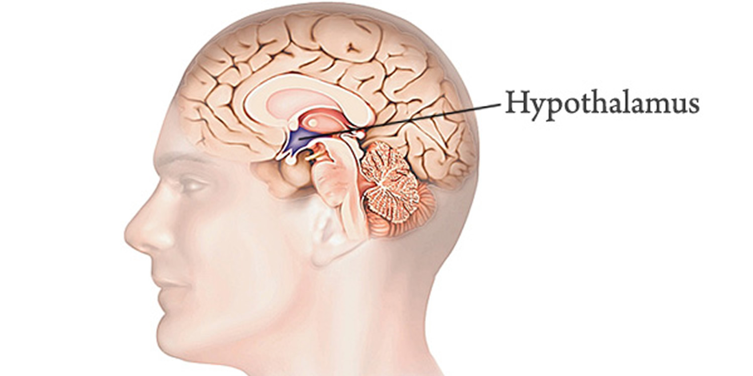 hypothalamus hormones