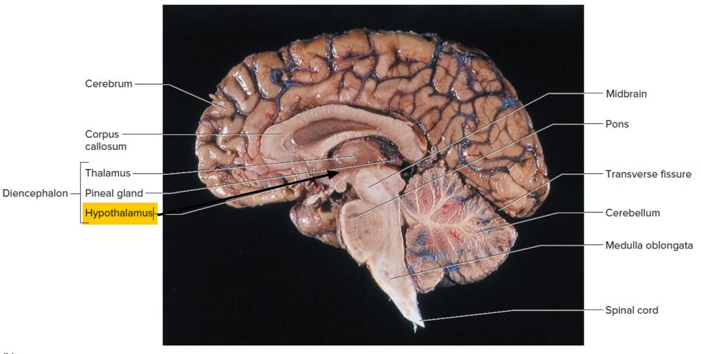 Functions, Hypothalamus Hormones and Disorders Biology Diagrams