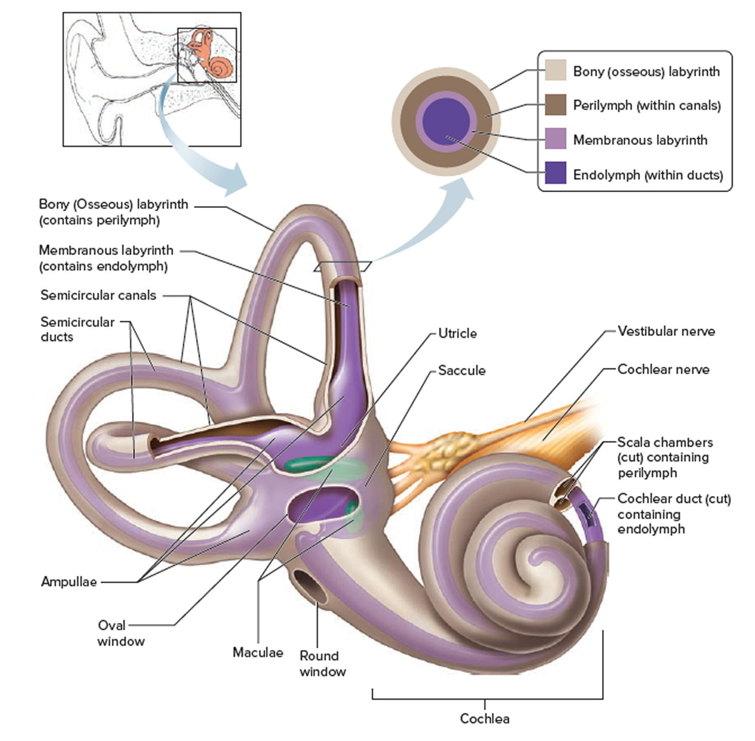 inner ear bones