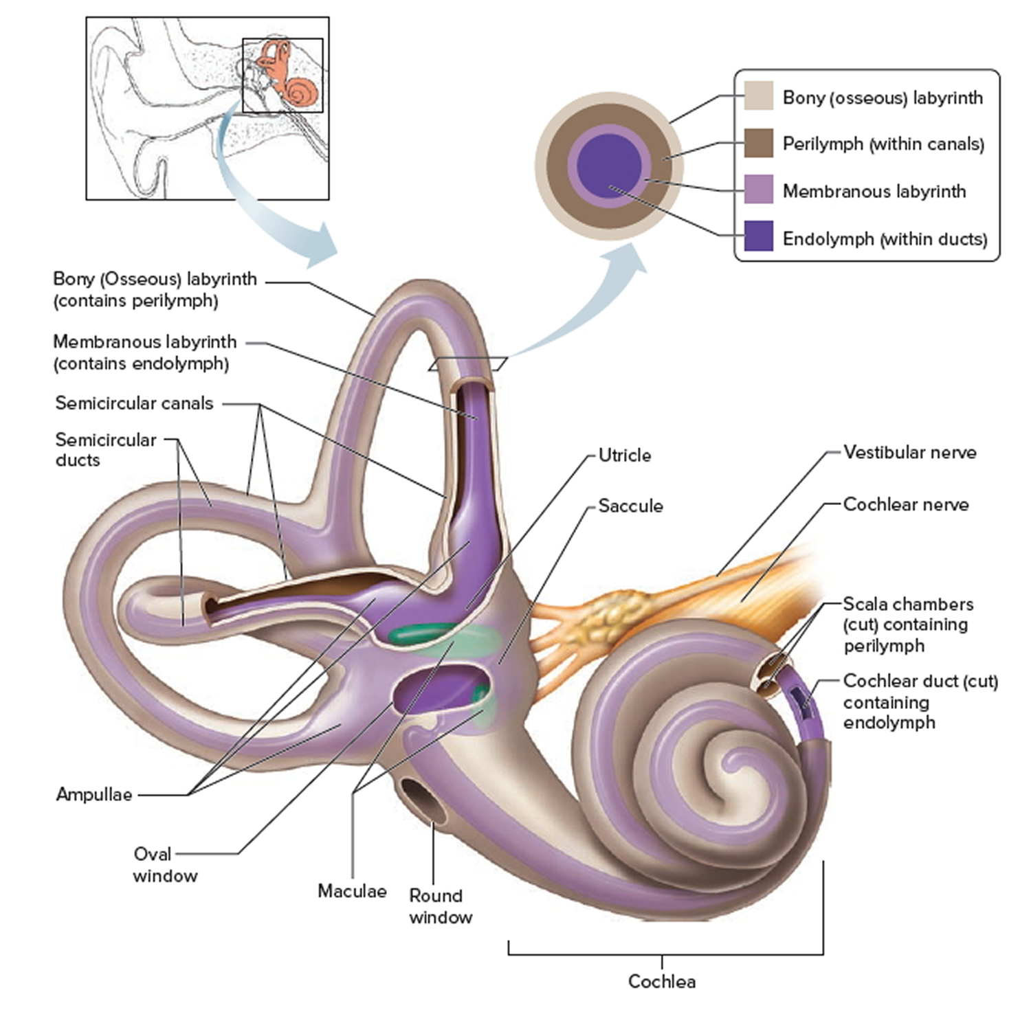 Albums 93+ Pictures pictures of the inner ear Latest