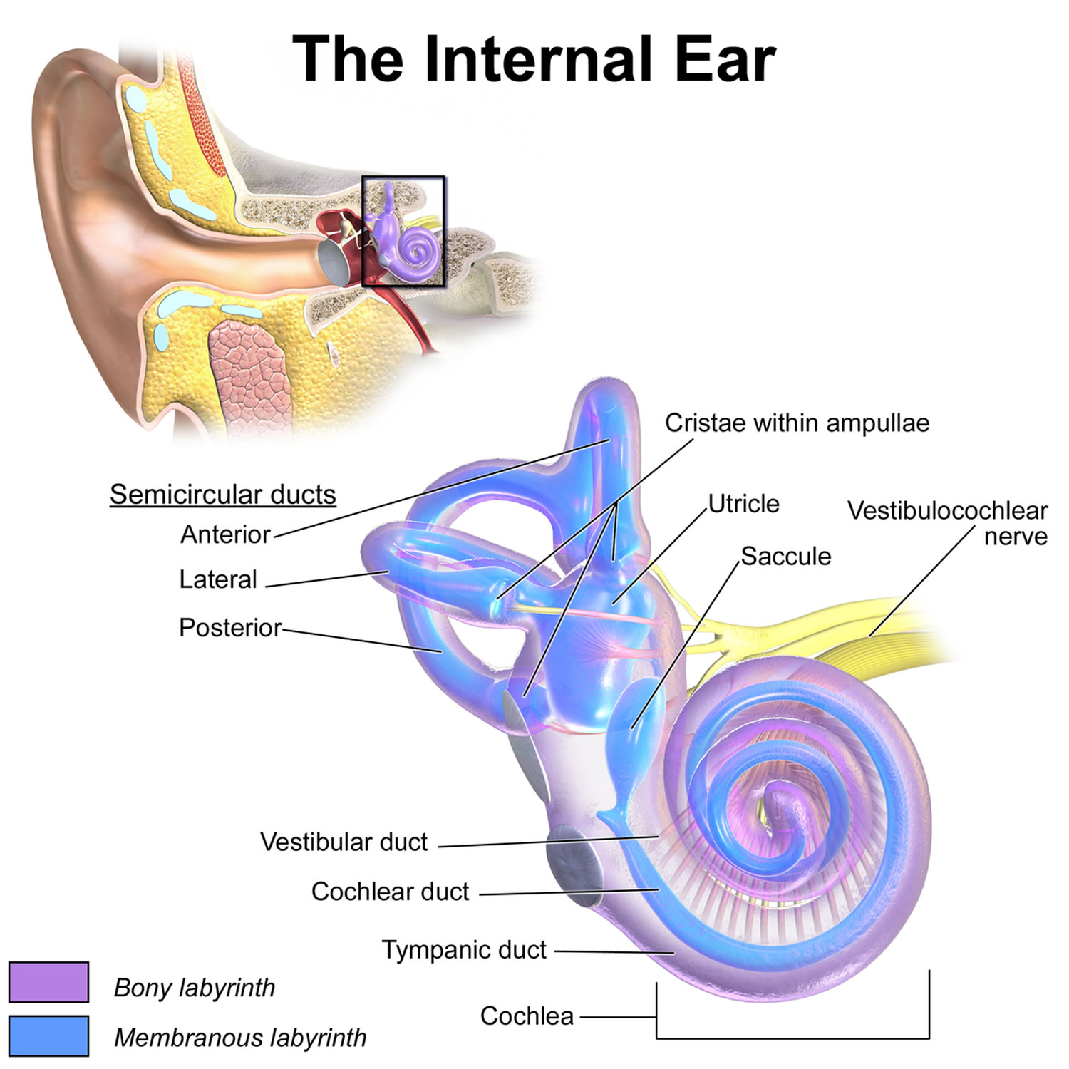 Inner Ear Diagram 