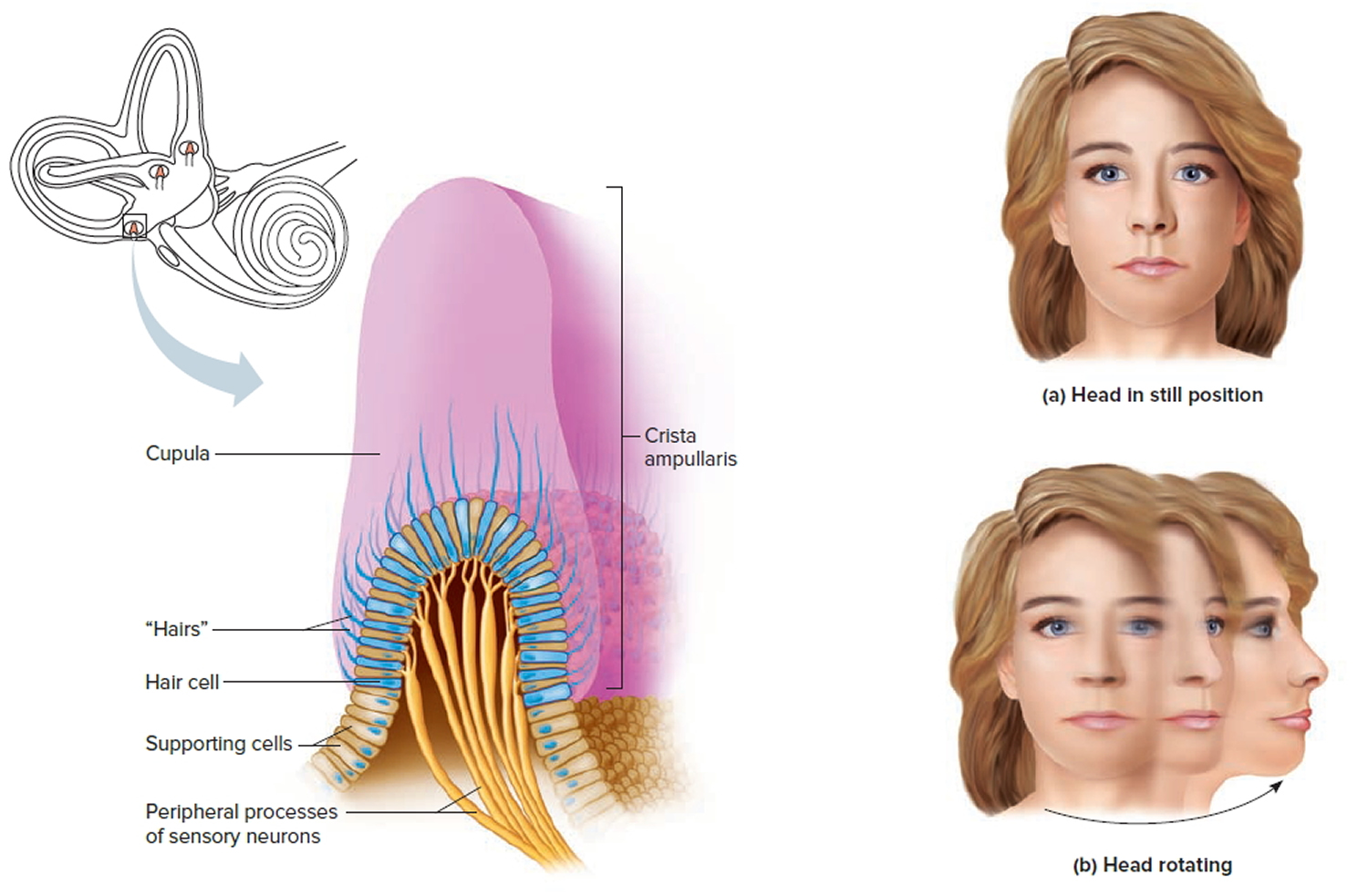 inner ear dynamic balance organs