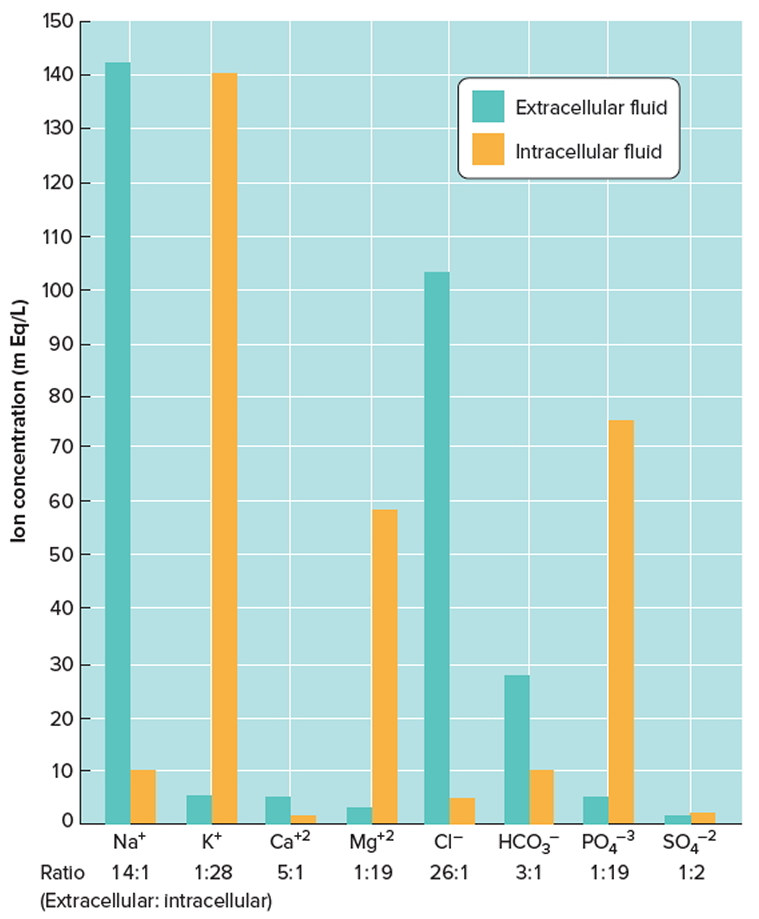 intrecellular and extracellular fluid electrolytes concentration