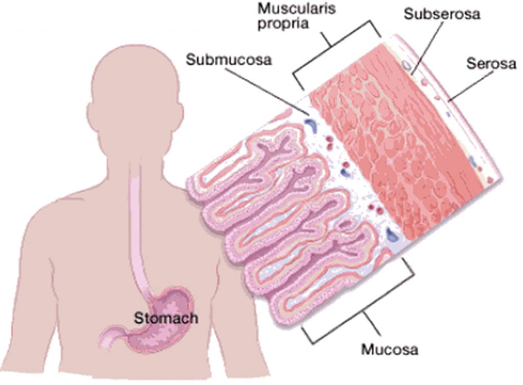 The Stomach Organs - Parts, Anatomy, Functions of the Human Stomach