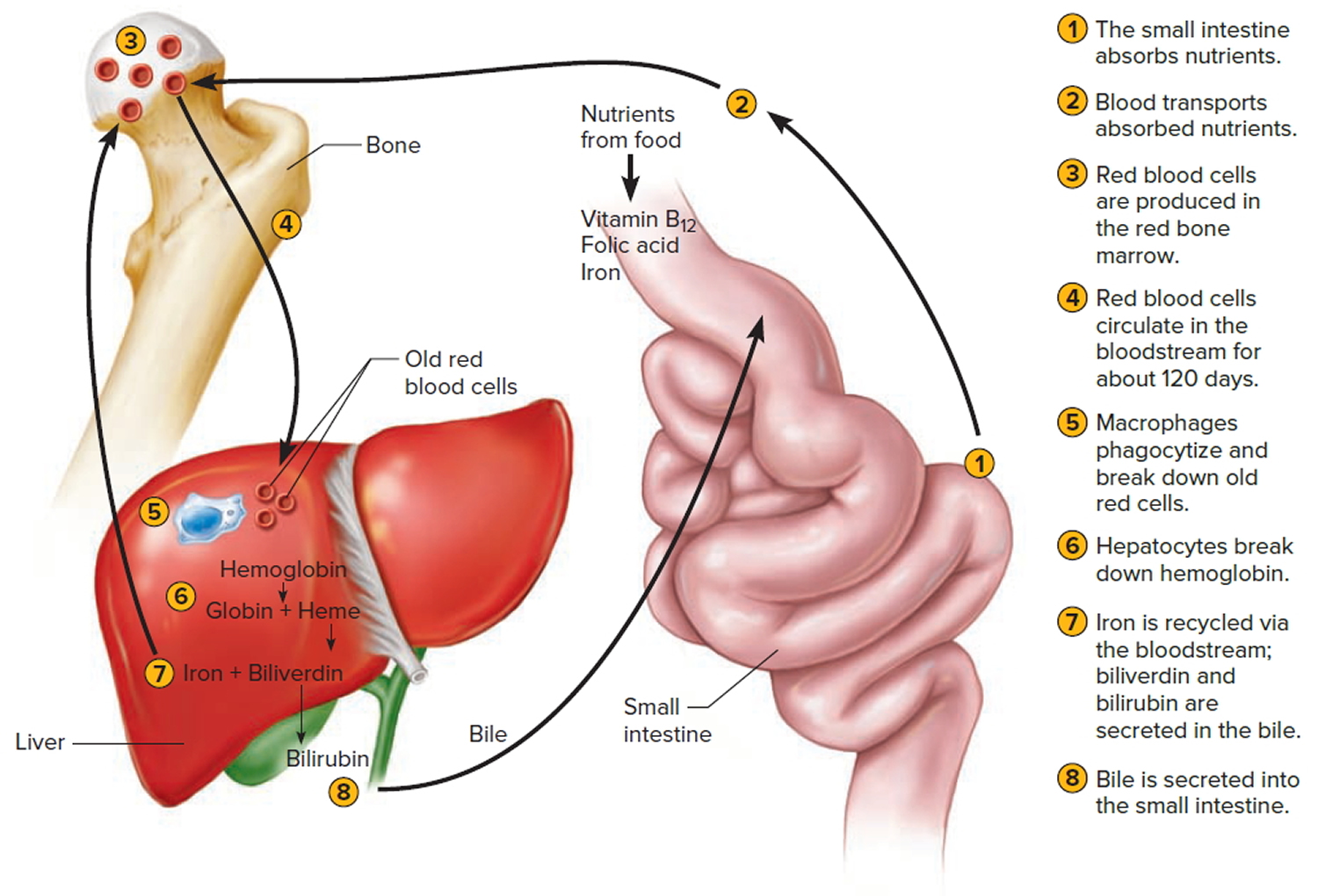 lifecycle of red blood cell