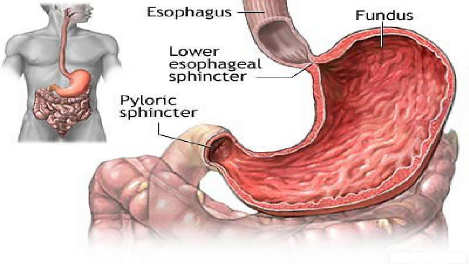 The Stomach Organs - Parts, Anatomy, Functions of the Human Stomach