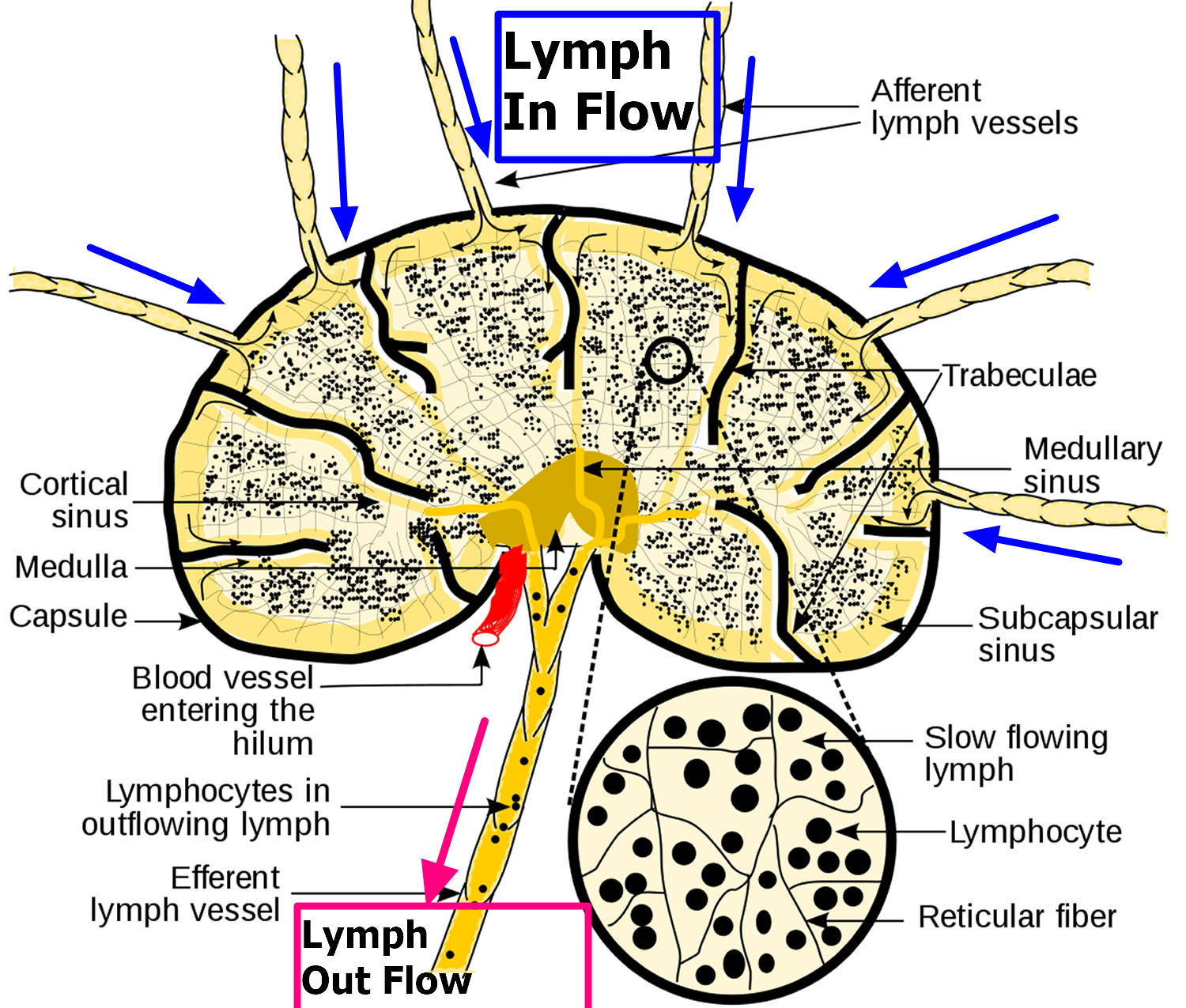 Lymph Nodes Causes Of Swollen Lymph Nodes In Neck Groin Armpit   Lymphatic Flow Through Lymph Nodes 