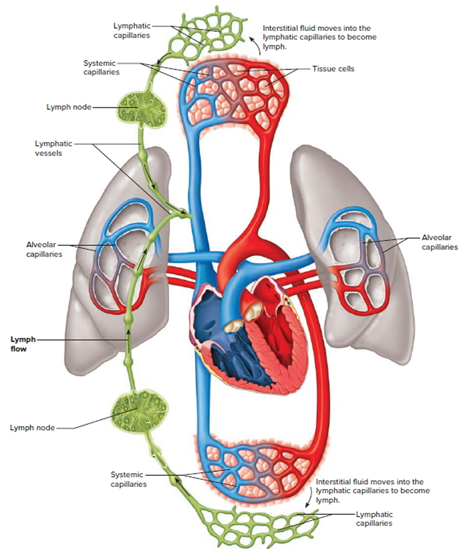 hard lymph nodes on back of head