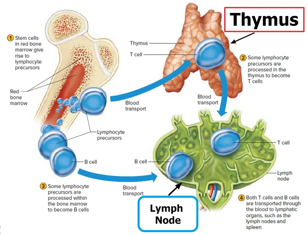 Thymus Function, Locations and Role in Immune System