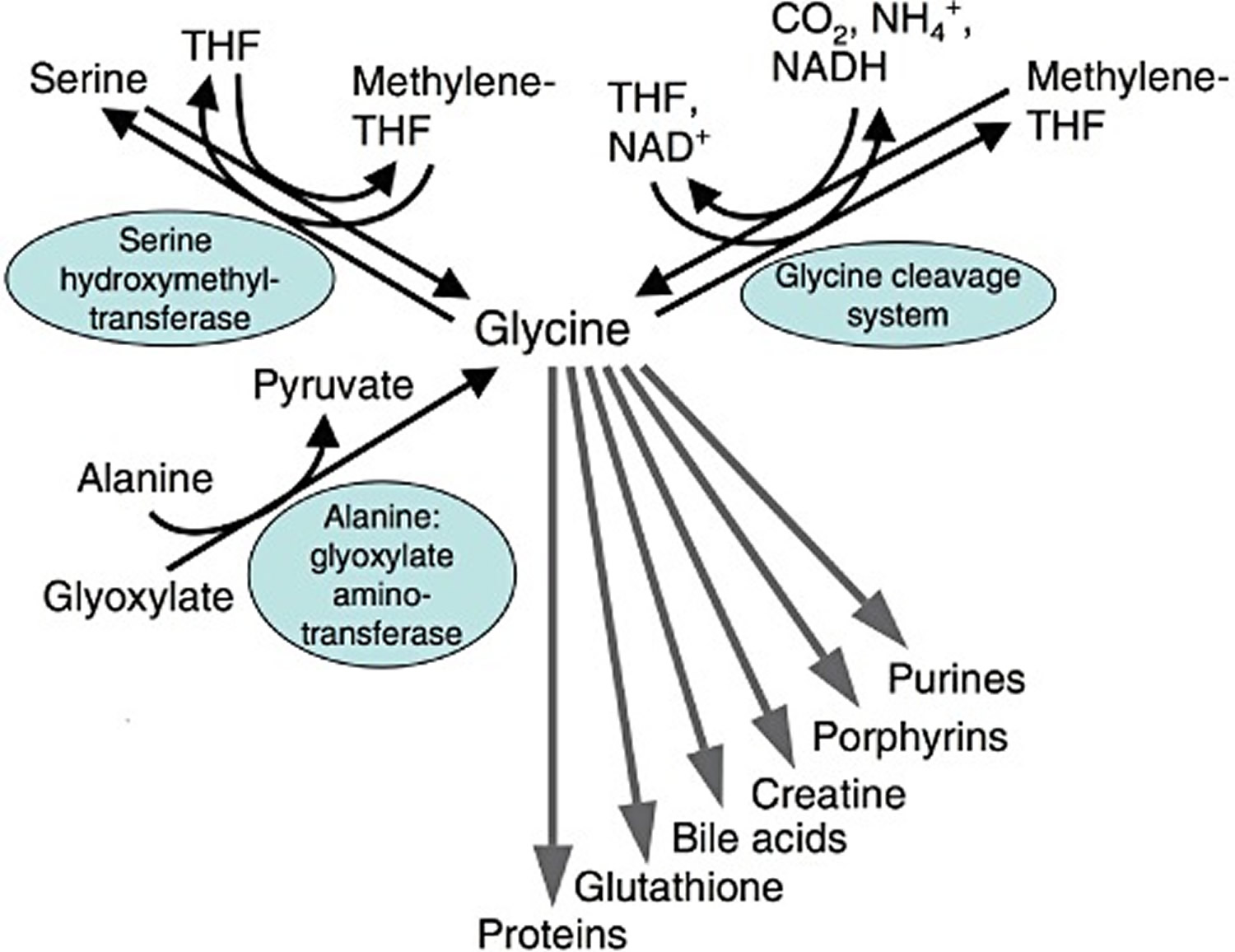 metabolism of glycine