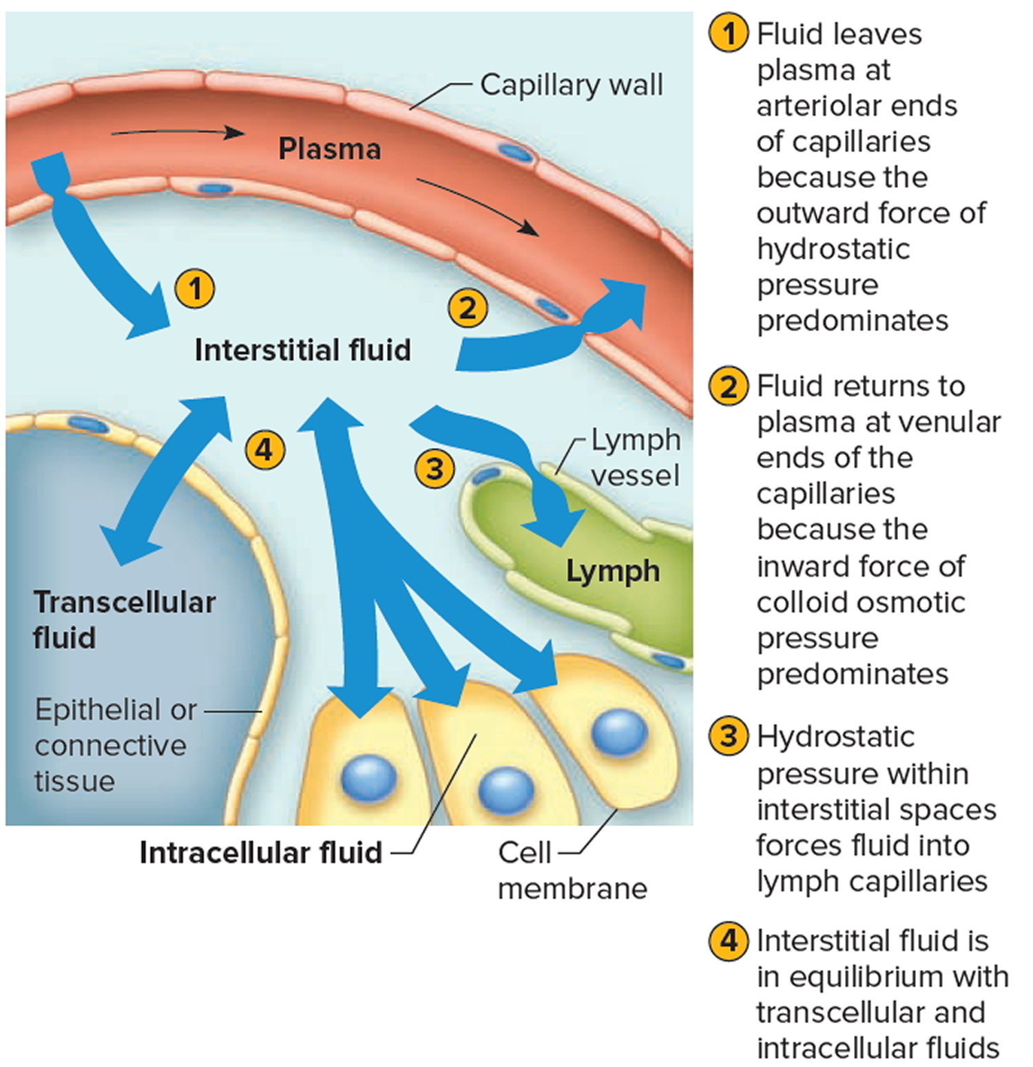 the movement of water between body fluid compartments