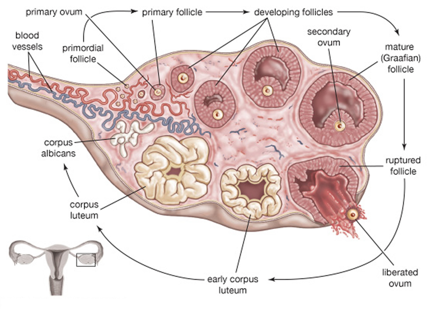 What Do The Colors Mean On An Ovarian Ultrasound