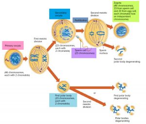 Ovaries - Function, Location, Hormones Produced. What control it?