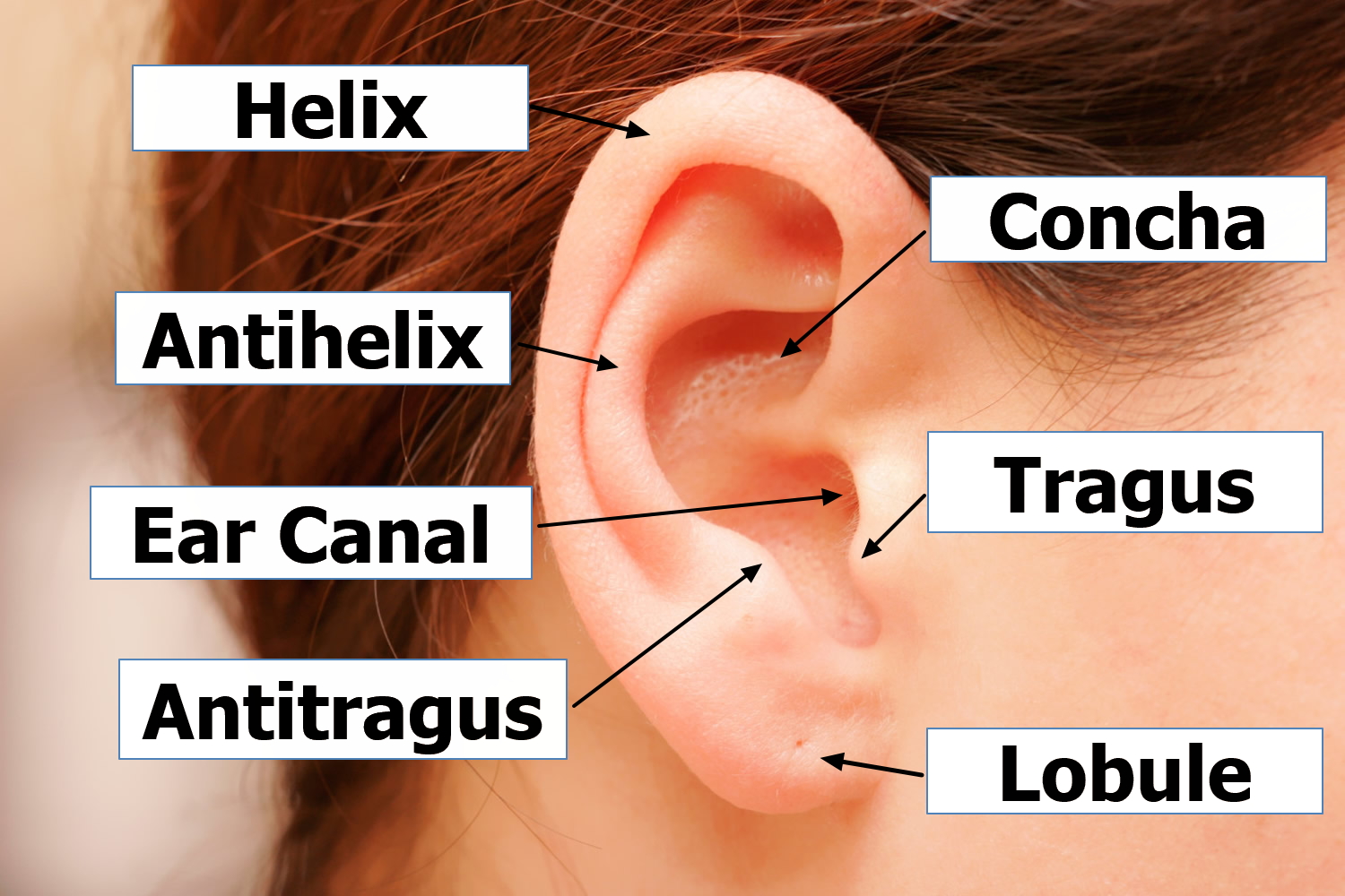 Outer Ear Anatomy - Outer Ear Infection & Pain - Causes & Treatment