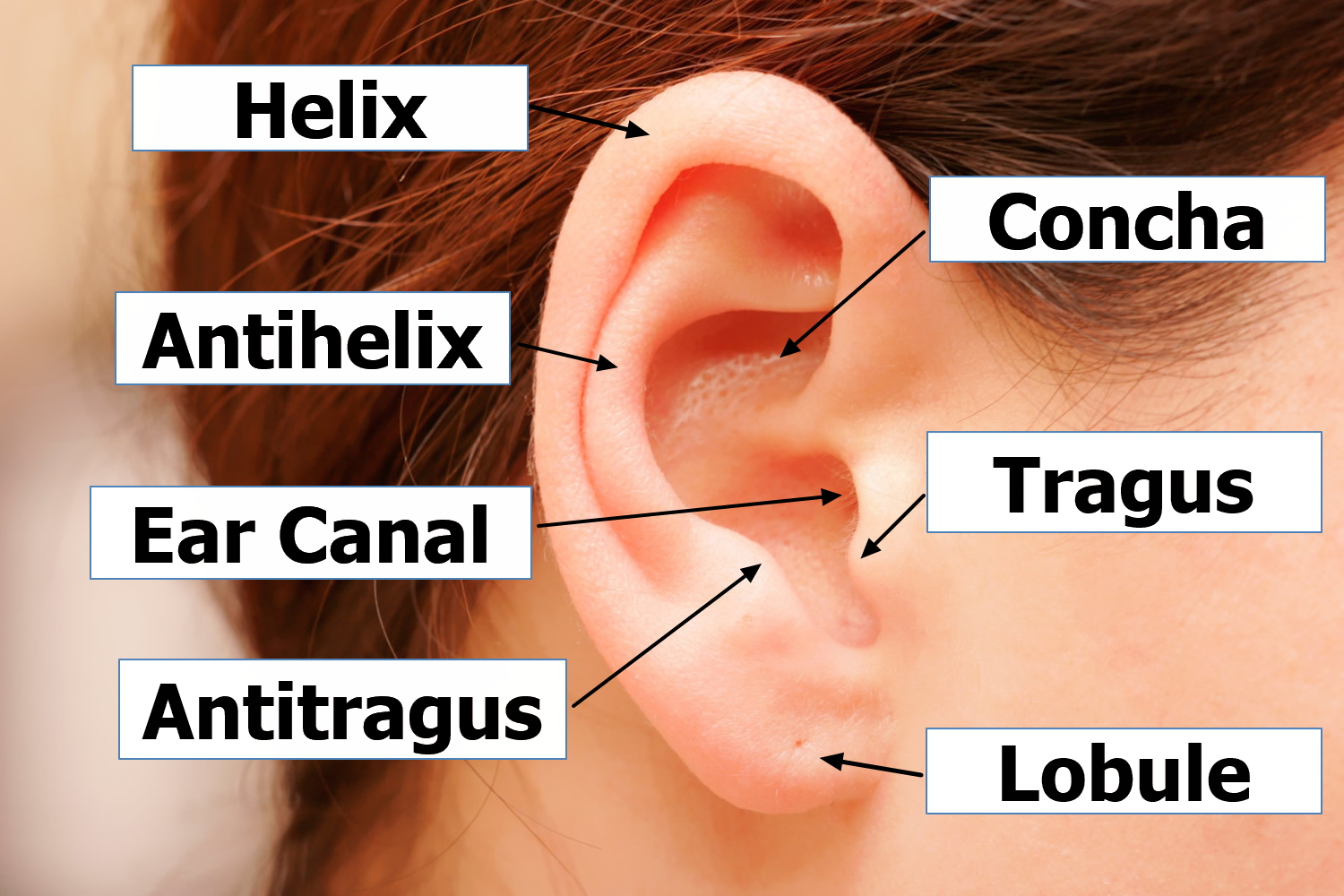 Parts Of An Ear