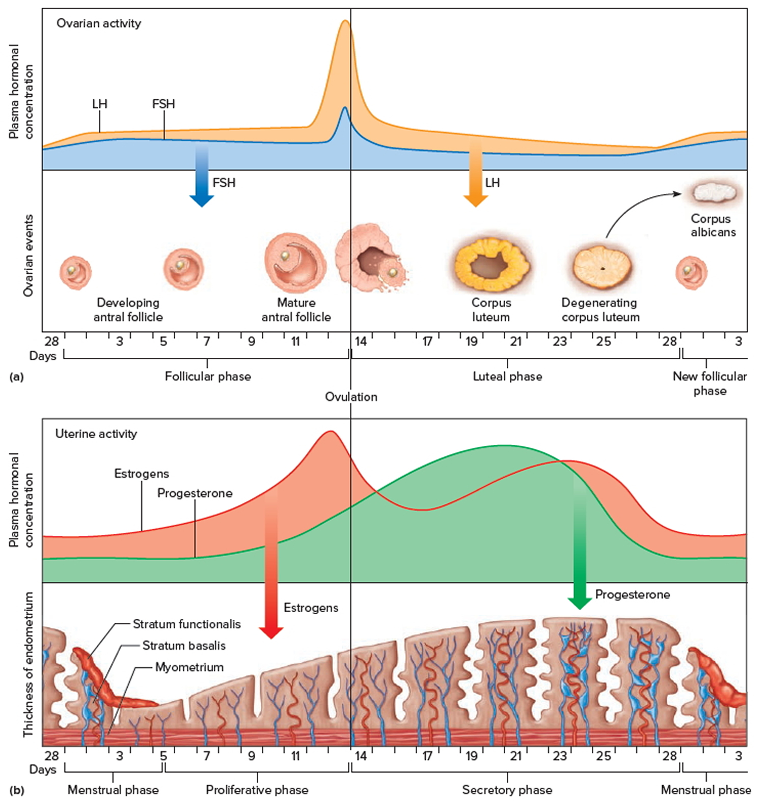 Ovaries Function, Location, Hormones Produced. What control it?