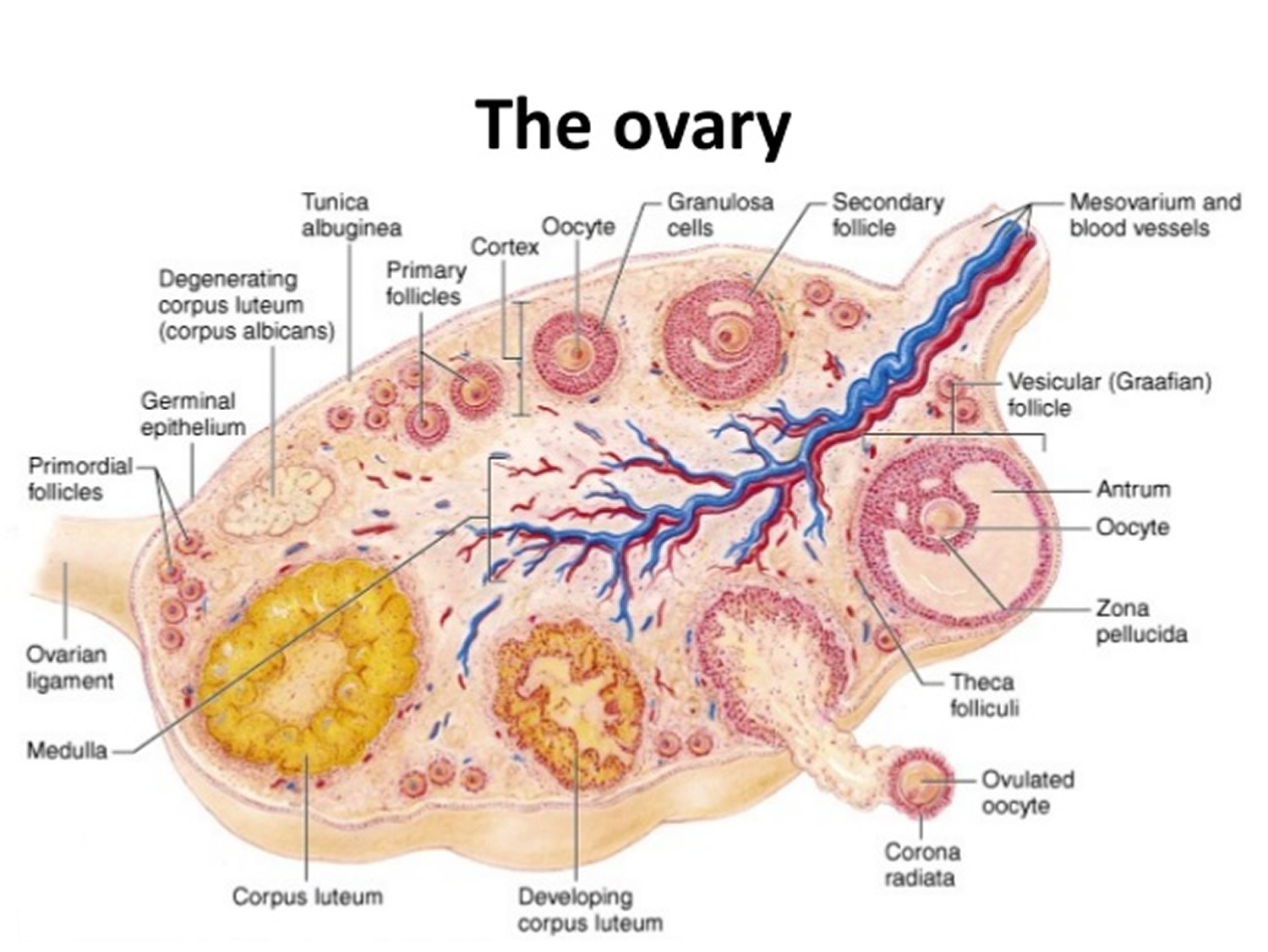 Ovaries Function, Location, Hormones Produced. What control it?