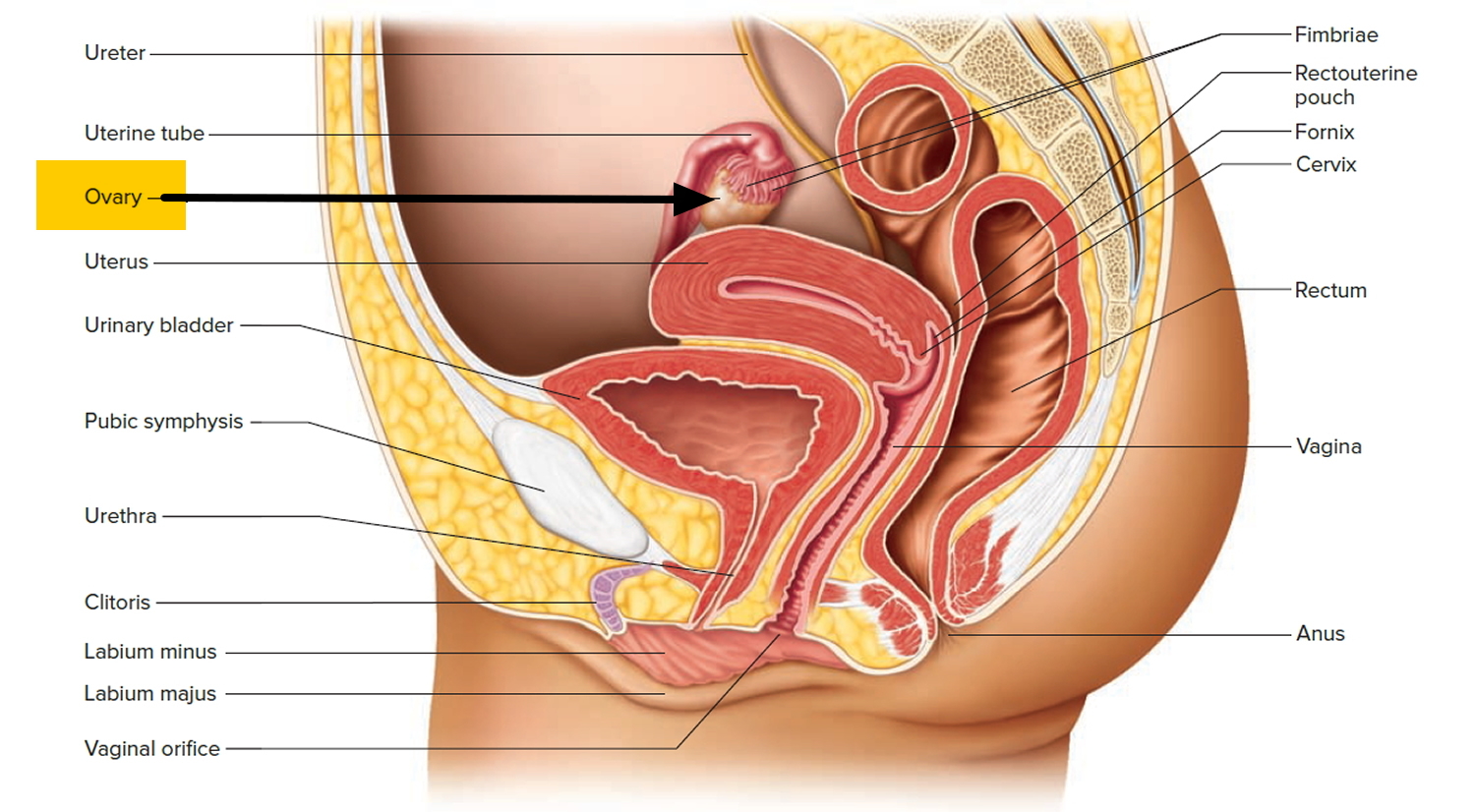 What Is The Function Of The Ovary In A Flower