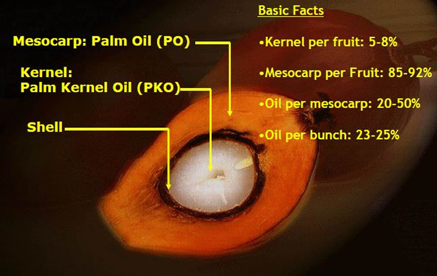 Palm Oil vs. Palm Kernel Oil