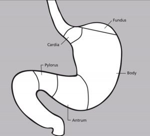 The Stomach Organs - Parts, Anatomy, Functions of the Human Stomach