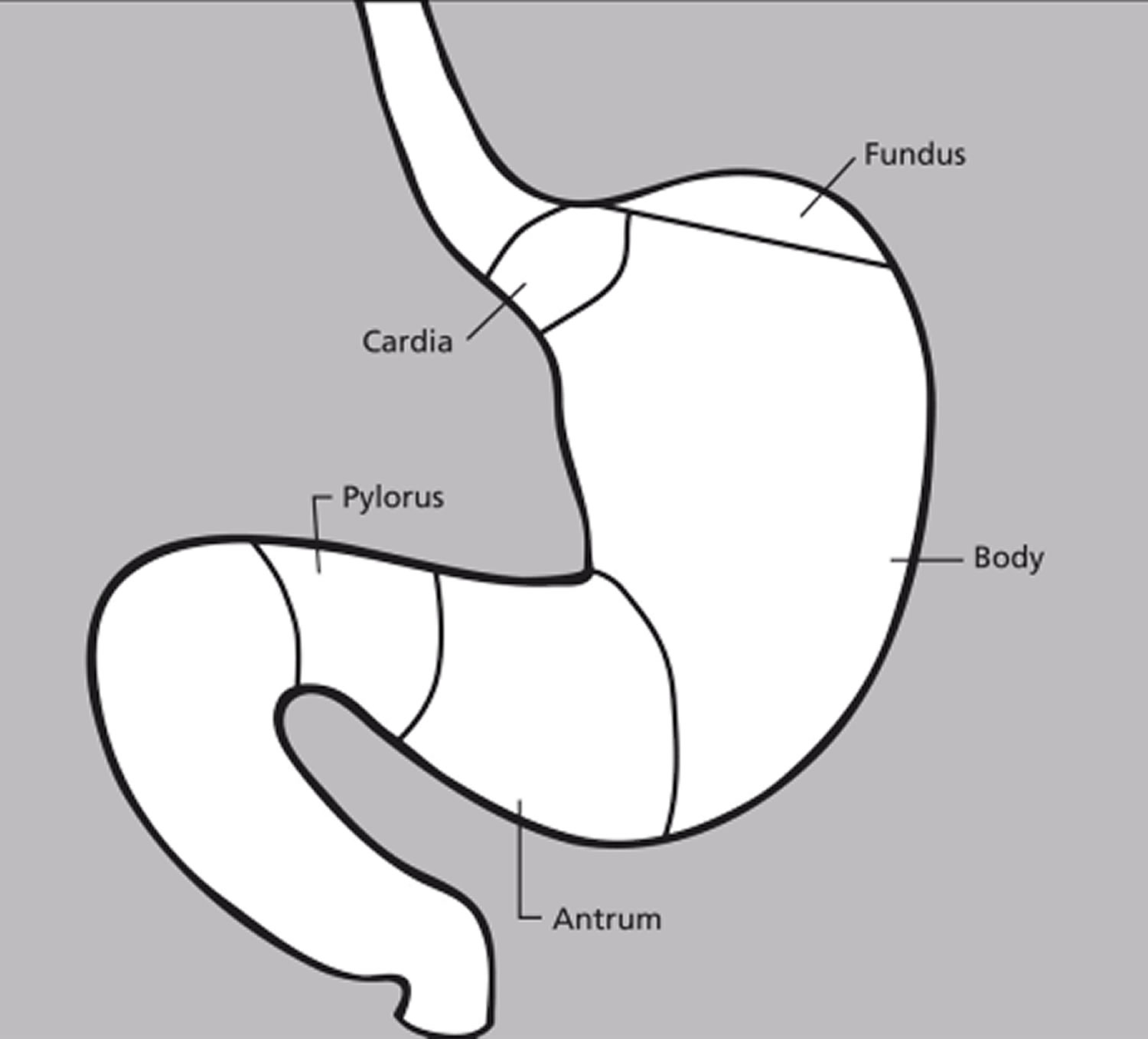 The Stomach Organs - Parts, Anatomy, Functions of the ...