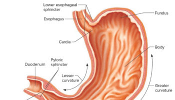 parts of the stomach